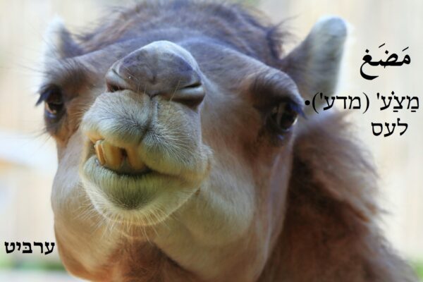לעס