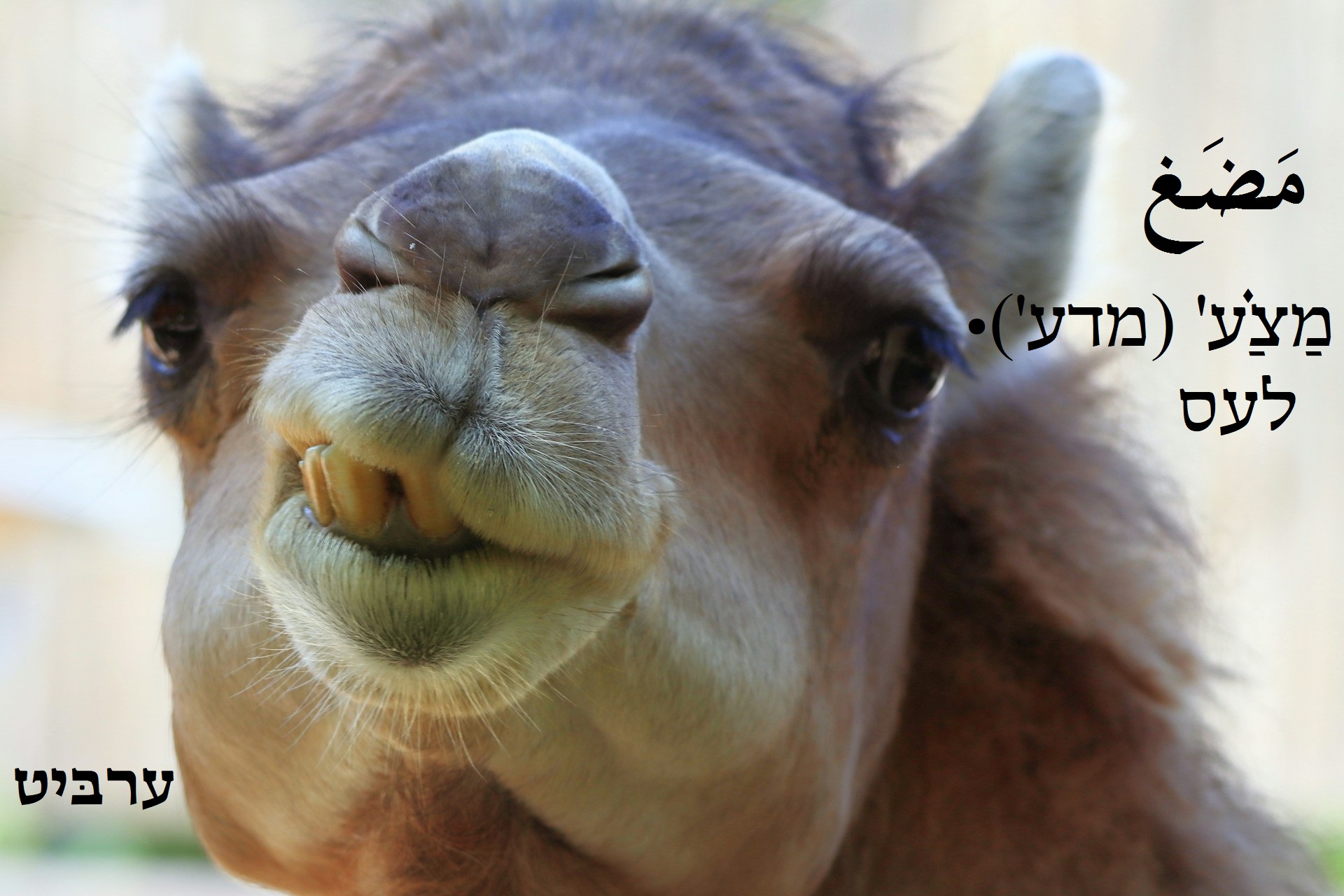 לעס