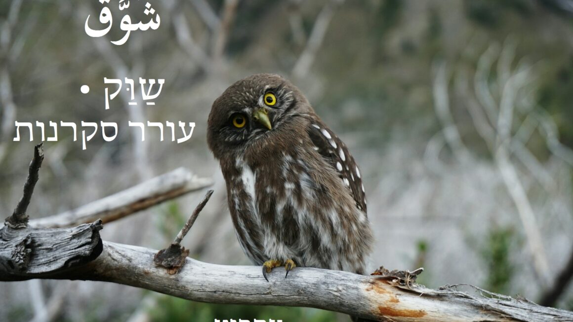 עורר סקרנות