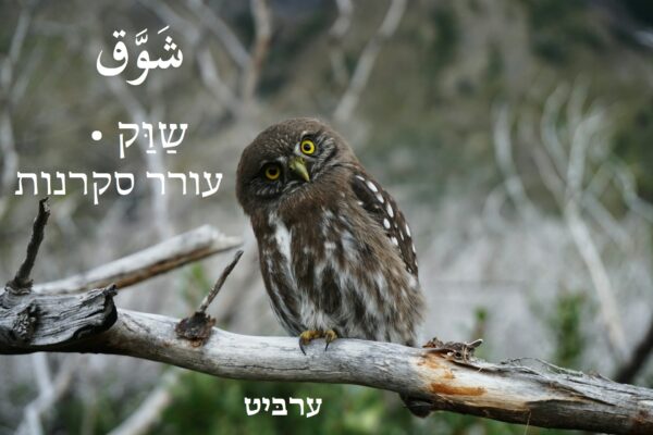 עורר סקרנות
