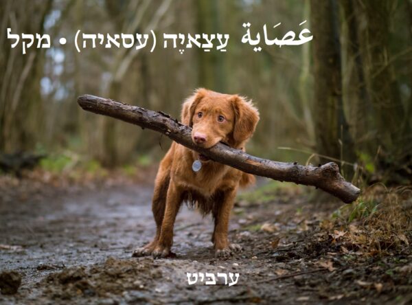 מקל
