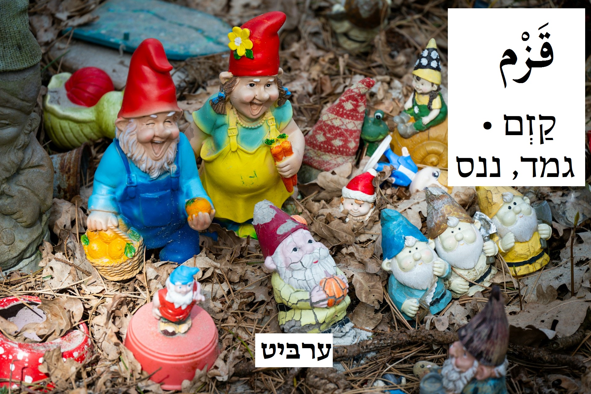 גמד ננס