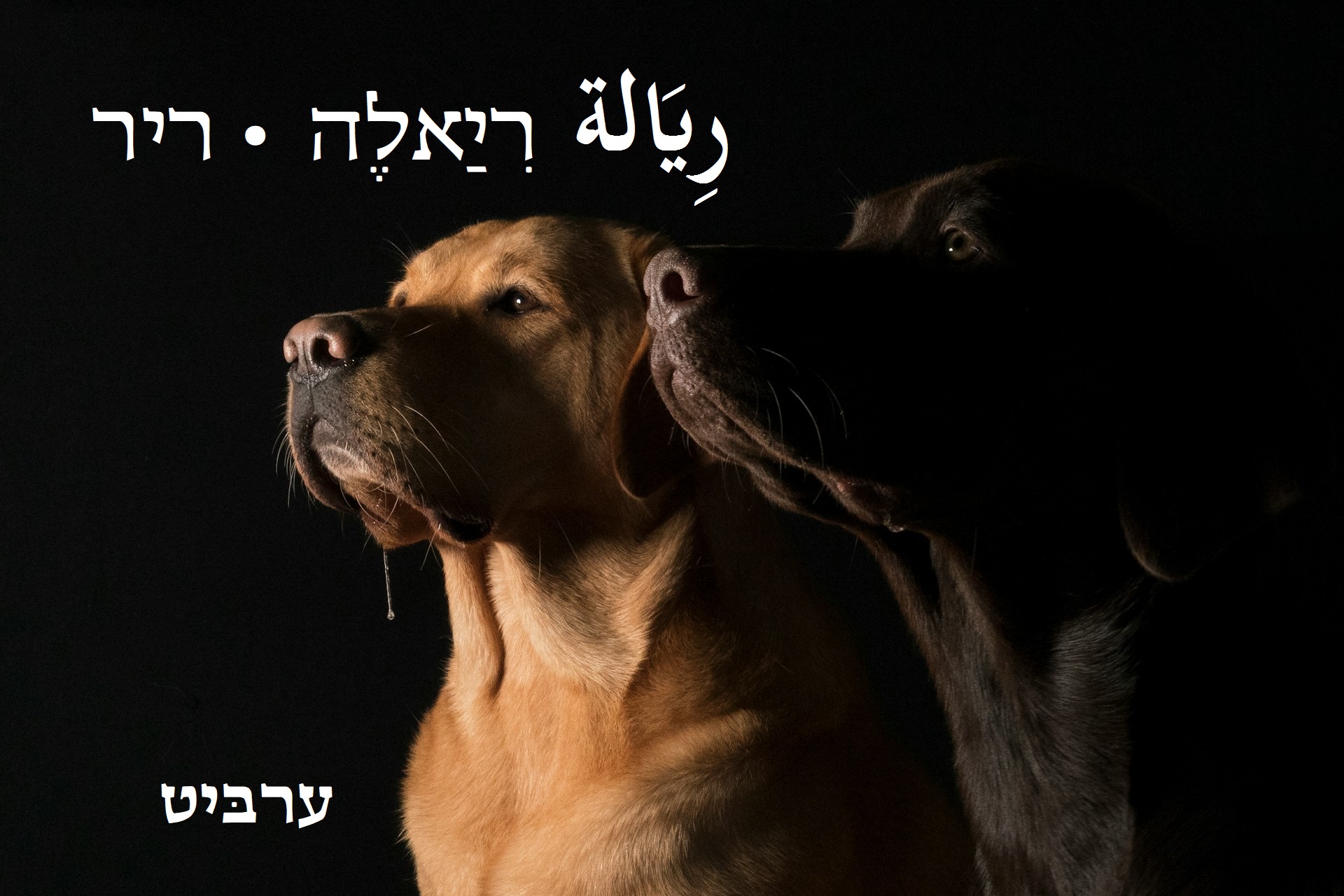 ריר