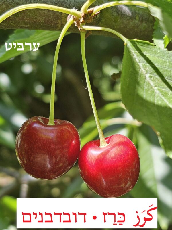 דובדבנים