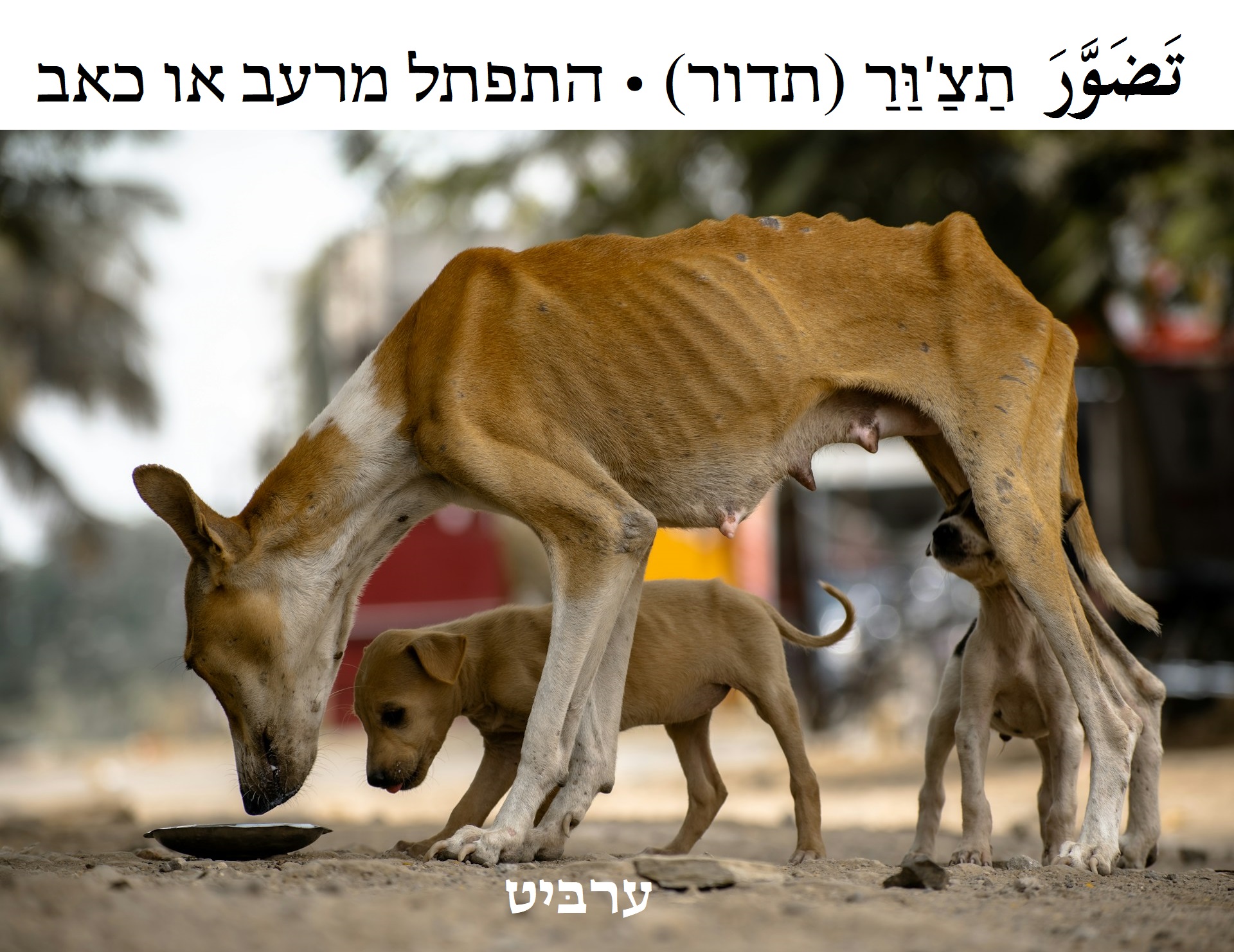 התפתל מרעב או כאב