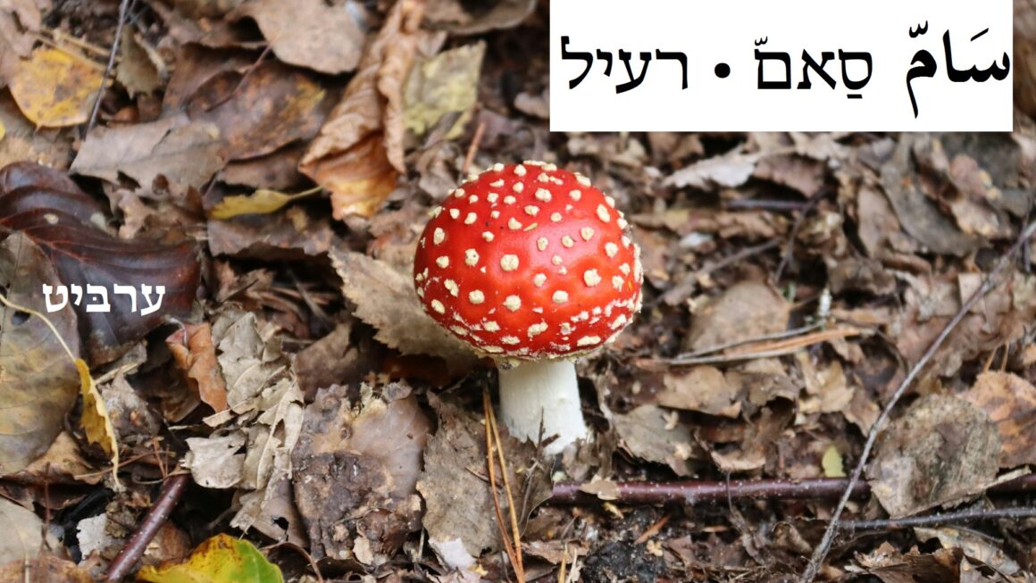 רעיל