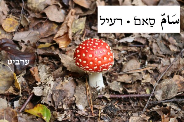 רעיל
