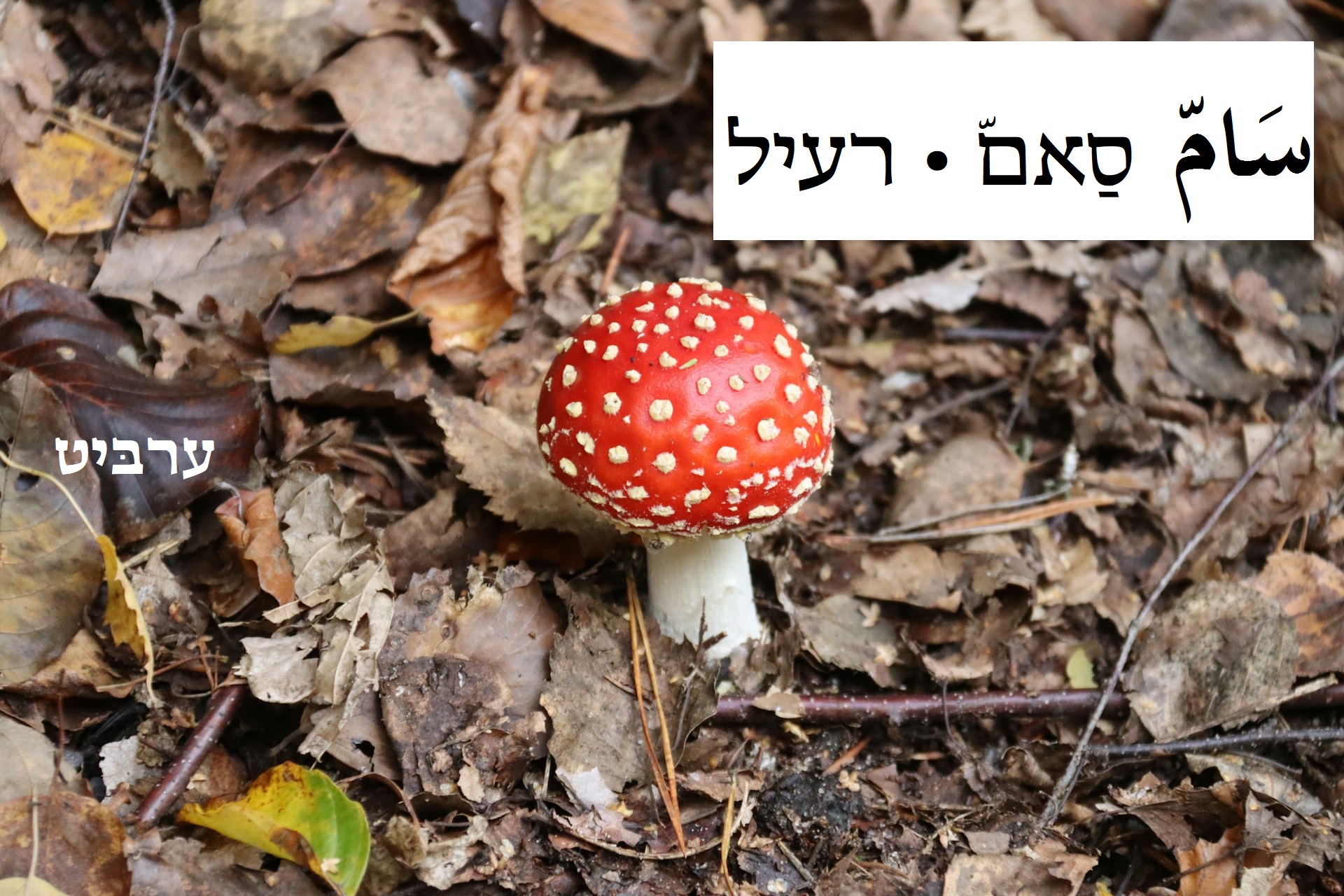 רעיל