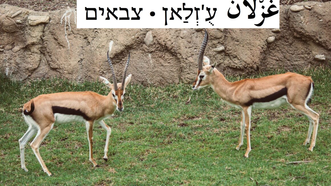 צבאים