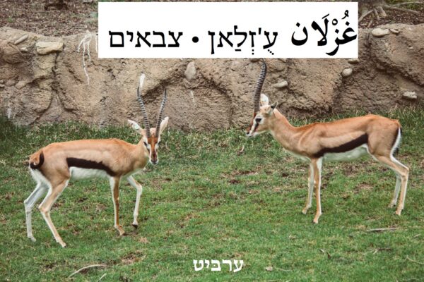 צבאים
