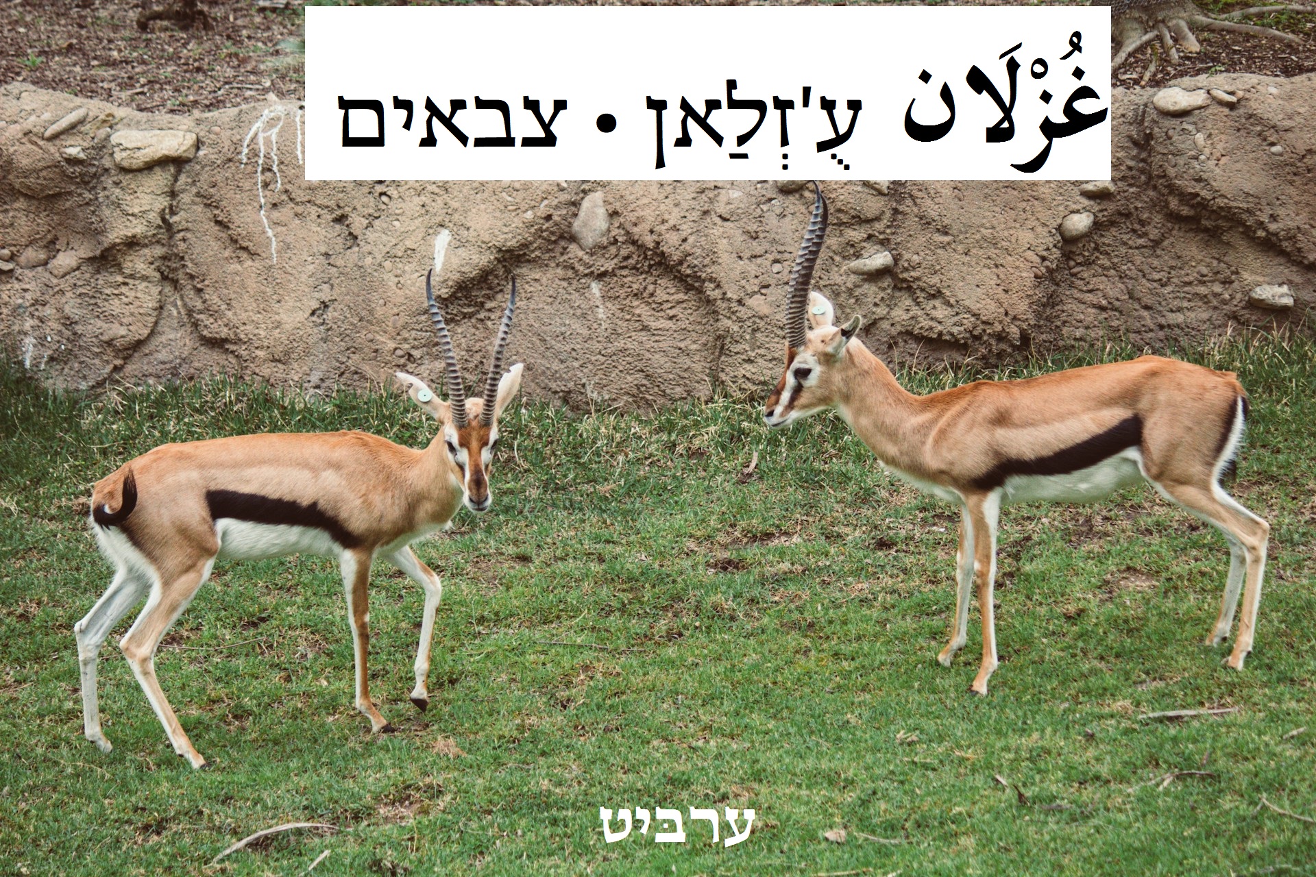 צבאים